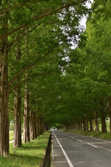 メタセコイヤ並木