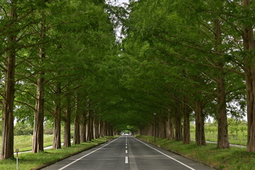 Fototapeta premium メタセコイヤ並木