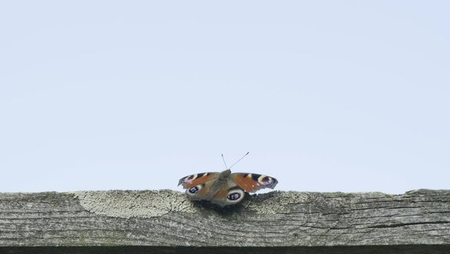 Peacock butterfly resting and taking off from a wooden fence