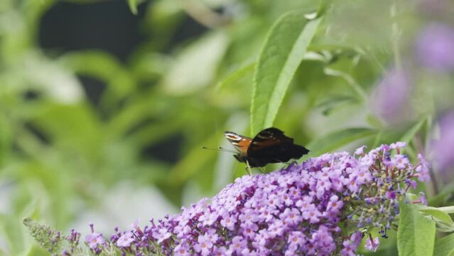 Two peacock butterflies on a butterfly bush