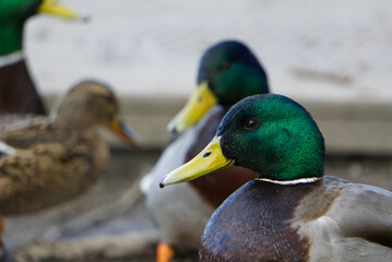 A small family of mallard ducks