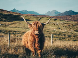 scottish highland cow - obrazy, fototapety, plakaty