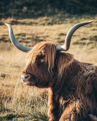 scottish highland cow