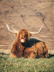 scottish highland cow