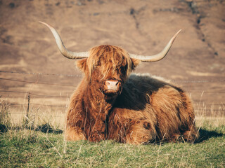 scottish highland cow