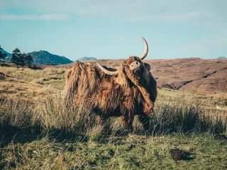 Photo sur Aluminium Highlander écossais vache highland écossaise
