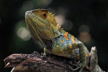 Forest dragon reptile on a branch, Gonocephalus chamaeleontinus, animal closeup