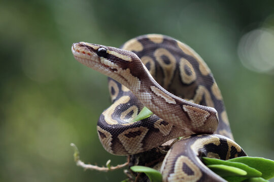 Ball python snake close up on branch, python regius