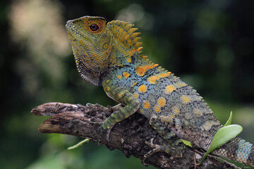 Forest dragon reptile on a branch, Gonocephalus chamaeleontinus, animal closeup
