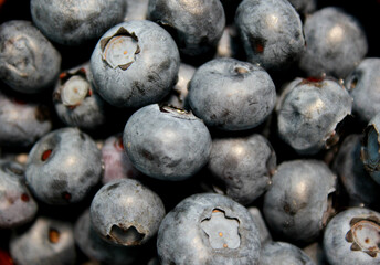 blueberries close up