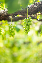 シャインマスカット