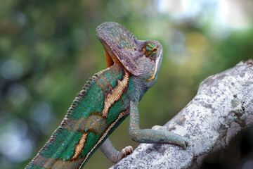 chameleon veiled on branch, animal close up