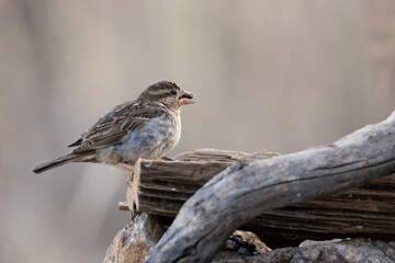 gorrión común hembra joven (passer domesticus)