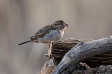 gorrión común hembra joven (passer domesticus)