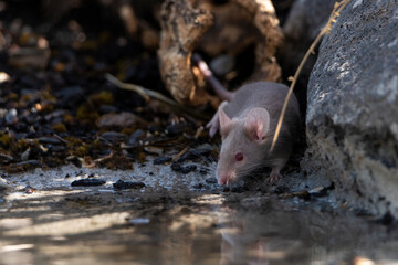 raton blanco bebiendo en el estanque