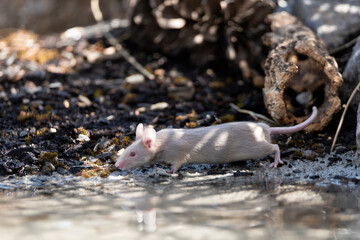 raton blanco bebiendo en el estanque
