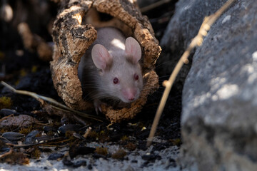 raton blanco en un tronco