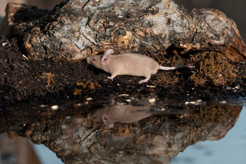 raton blanco bebiendo en el estanque