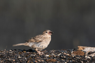 gorrión común hembra joven (passer domesticus)