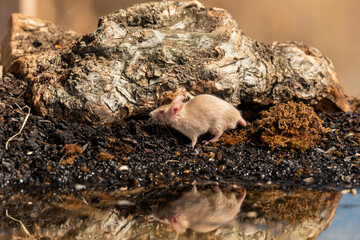 raton blanco en el estanque