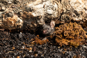 raton negro en el estanque