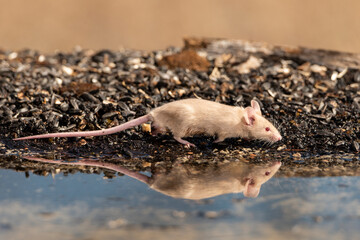 raton blanco en el estanque