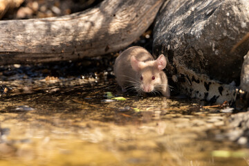 raton blanco bebiendo en el estanque