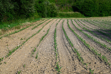 Newly planted field of corn in the French Basque Country. You can see the bushes, the shoots, of the first corn plants.
