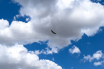 Black vulture in the lower left corner seen from below flying in a sky blue sky and white clouds with wings spread