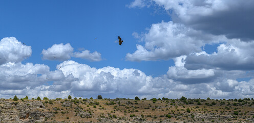 Fototapeta na wymiar Black vulture flying with wings fully extended, flying in the blue sky and between white clouds, below in a mountain with small bushes, in Segovia Spain