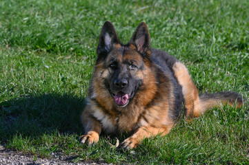 German shepherd dog lying like a sphinx on the grass looking straight at the photo with his head down, his ears pricked, his mouth half open and his tongue half out.