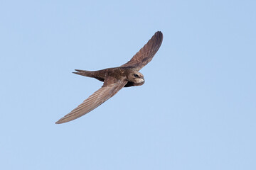 Common swift flying with bolus of food