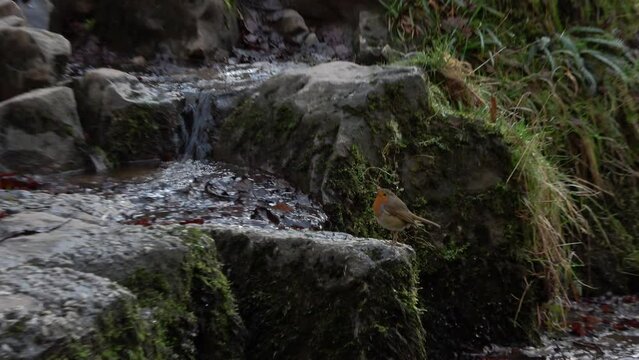 Four waterfalls hike in wales