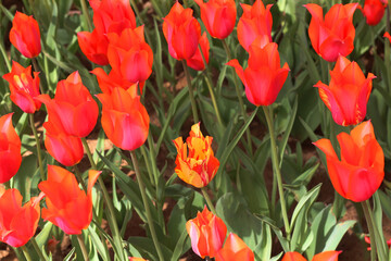 selective focus: Istanbul tulip: Tulip (Tulipa), common name of bulbous, perennial plant species grown as ornamental plants, forming the genus Tulipa from the lily family, colorful tulips	
