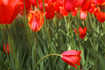 selective focus: Istanbul tulip: Tulip (Tulipa), common name of bulbous, perennial plant species grown as ornamental plants, forming the genus Tulipa from the lily family, colorful tulips	
