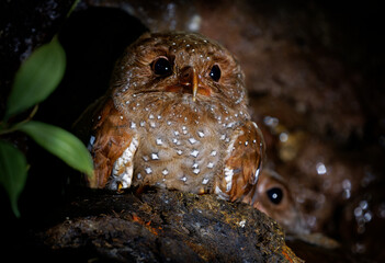 Oilbird - Steatornis caripensis also guacharo, bird similar to nightjar, nesting in colonies in...