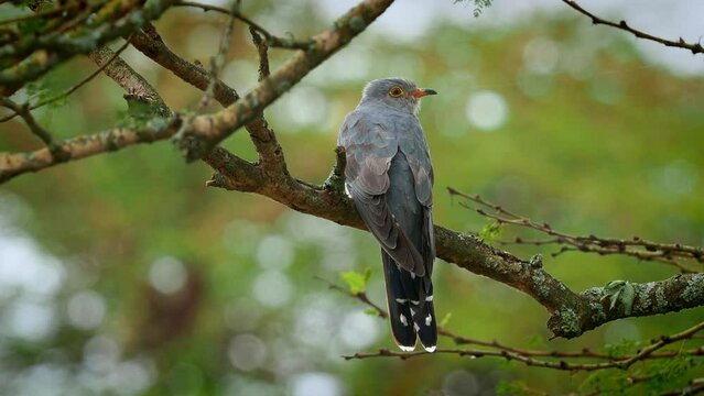 African Cuckoo - Cuculus gularis species of cuckoo in the family Cuculidae, found in Sub-Saharan Africa where it migrates within the continent, grey bird perching on the branch in the tree
