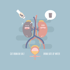 Fototapeta na wymiar world kidney day, kidney and bladder health care infographic diagram, cut down on salt with hand holding salt shaker and drink lots of water concept, flat character design clip art vector illustration