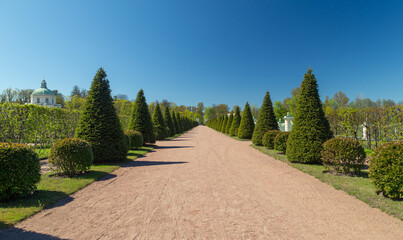 a beautiful alley in the park with conical fir trees on both sides. The perspective of the park