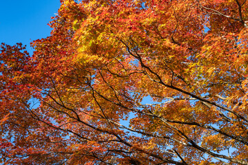 空を埋める赤く染まったモミジ