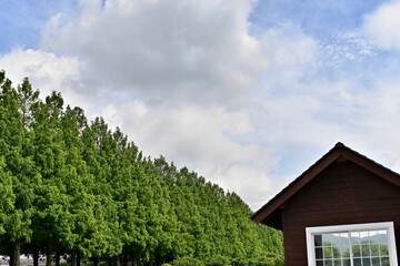 メタセコイヤ並木