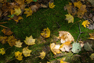 苔の上に落ちたイチョウ