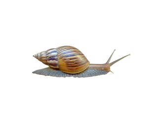 snail isolated on a white background