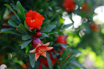 Background with blooming pomegranate tree. Sunset light. Selective focus