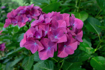 Dark purple hydrangea or hortensia flower head closeup