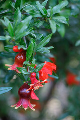 Background with blooming pomegranate tree. Sunset light. Selective focus