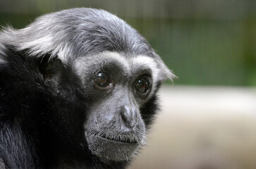 ボウシテナガザル