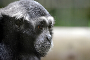 ボウシテナガザル