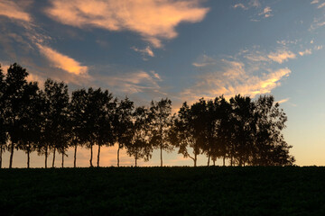 夕暮れの空と白樺並木
