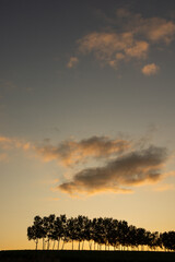 夕暮れの空と白樺並木
